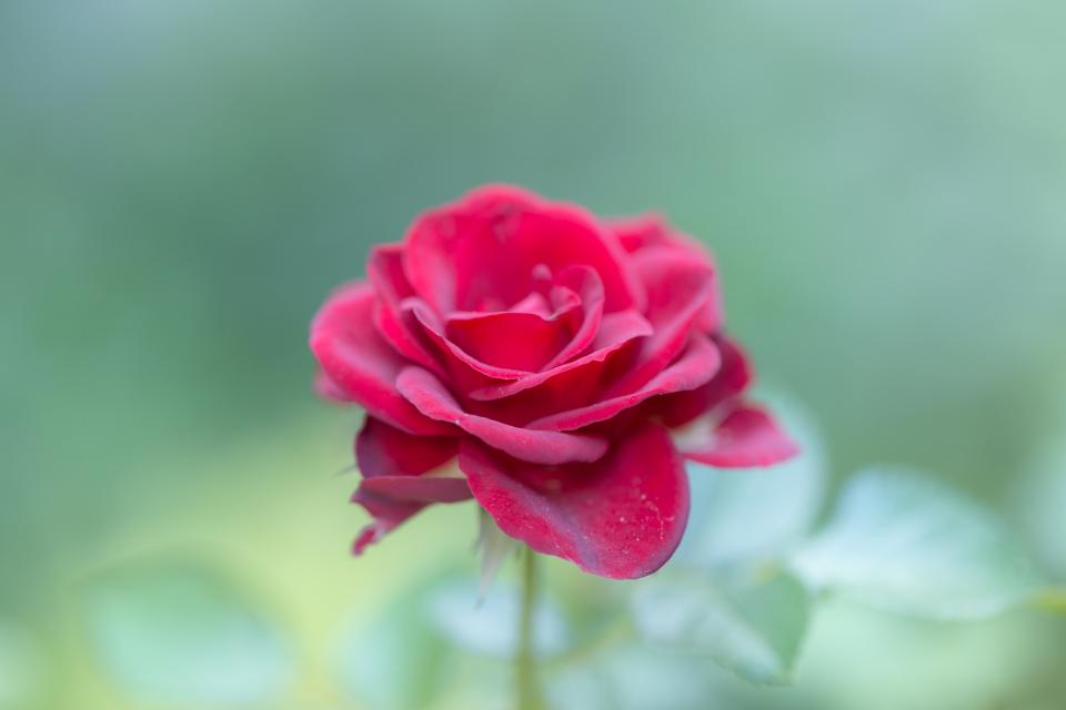 Red Rose