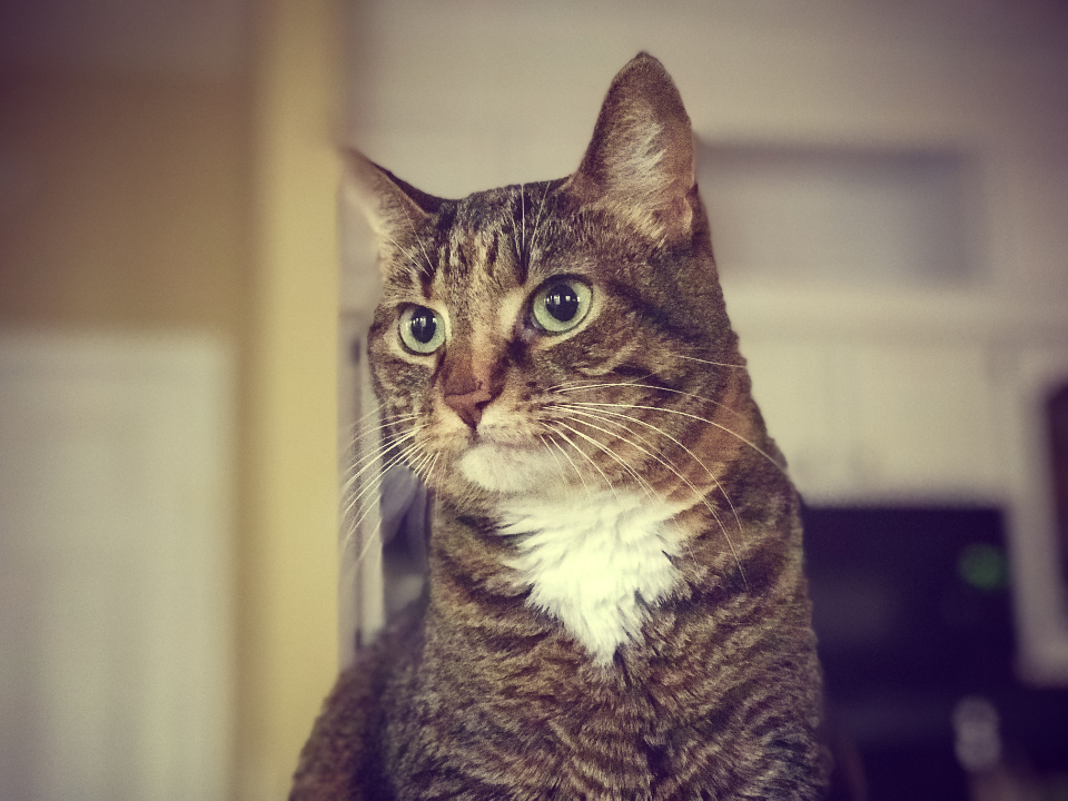Cat Feline