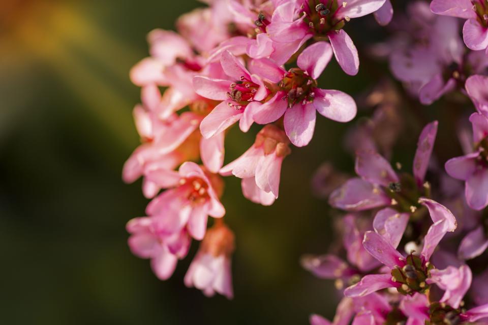 Flower Nature