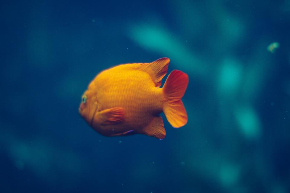 Gold Fish