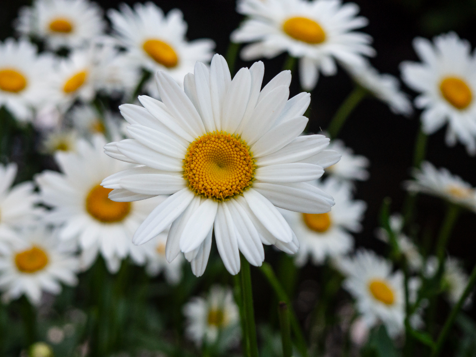 Flower Background