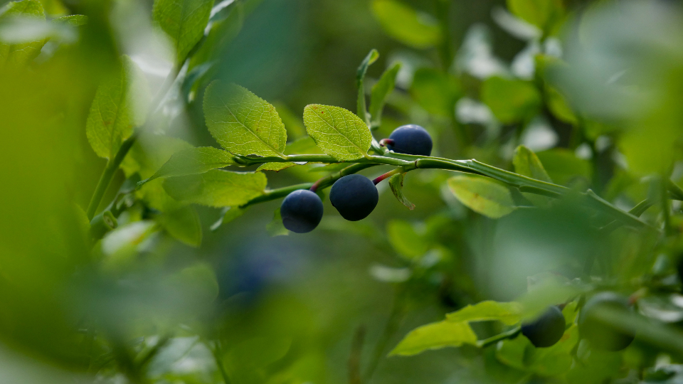 Blueberry Bush