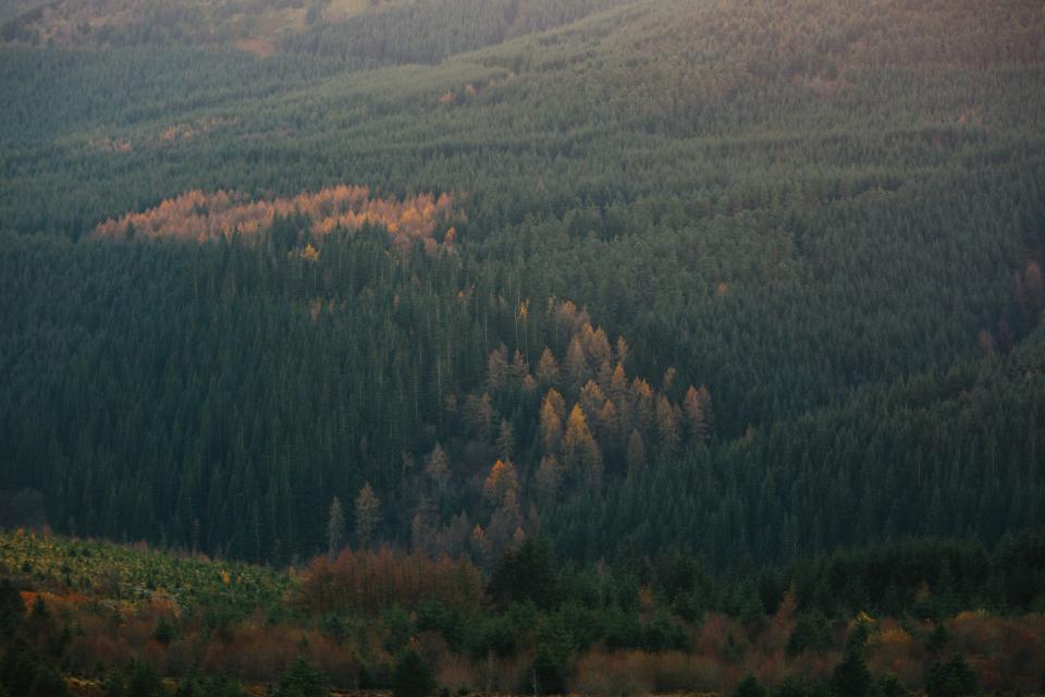 Trees Plant