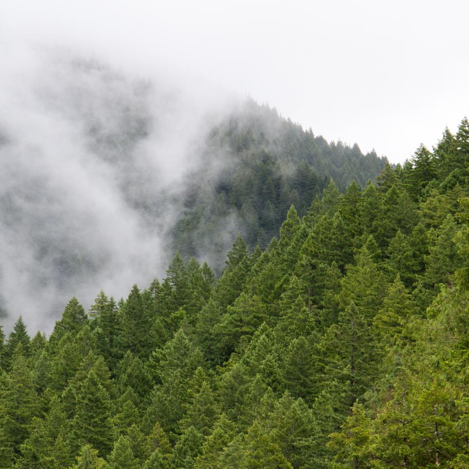 Green Trees
