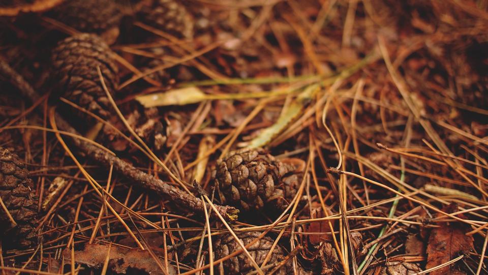 Pine Cones Woods