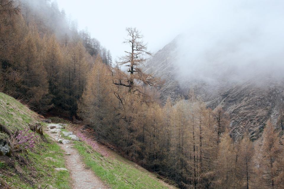 Grey Fog