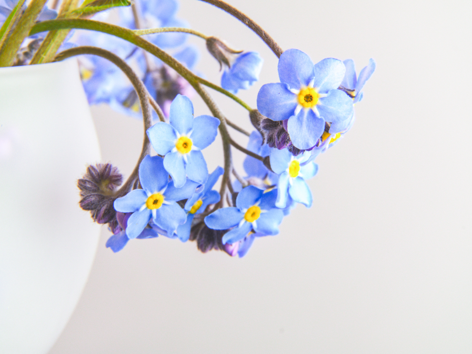 Flowers Still Life