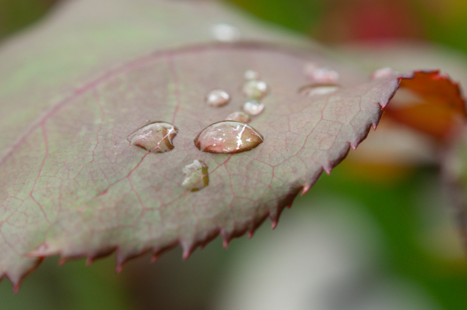 Dew Drops