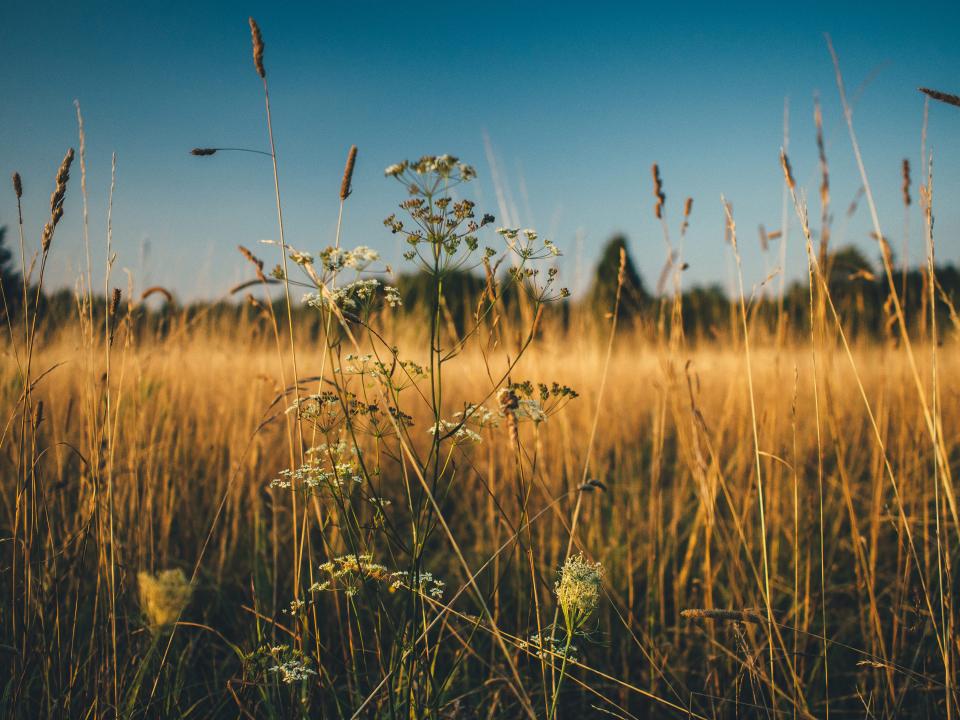 Plants Field