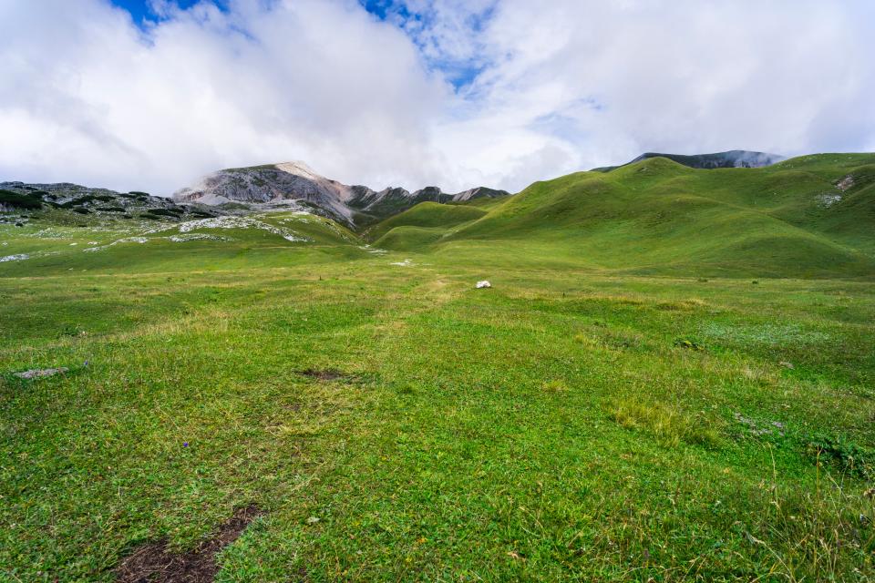 Green Grass