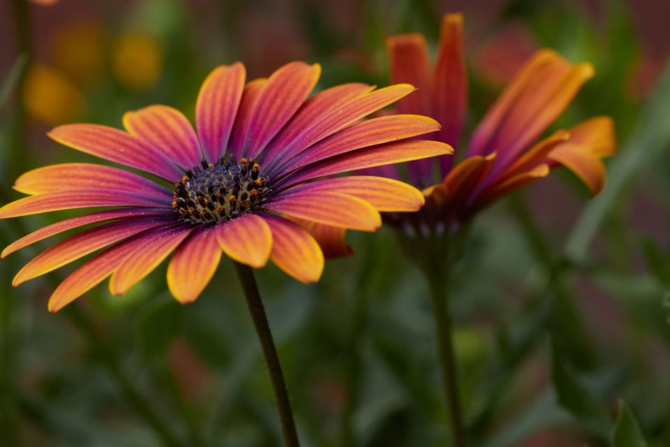 Macro Flower