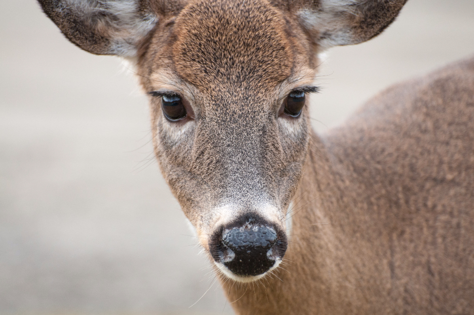 Deer Animal