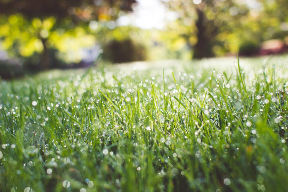 Green Grass