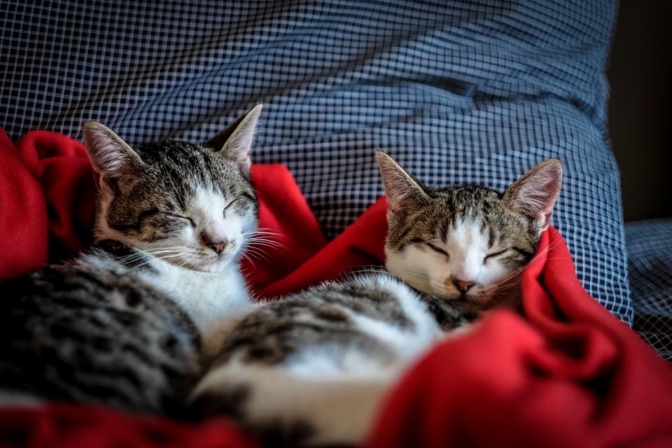 Cat Kitten