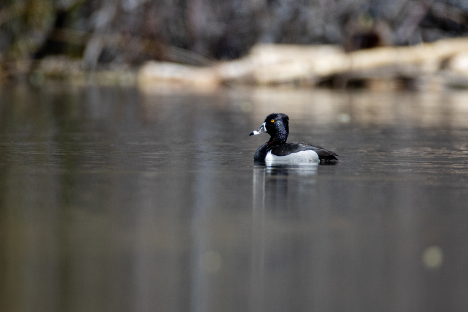 Bird Water