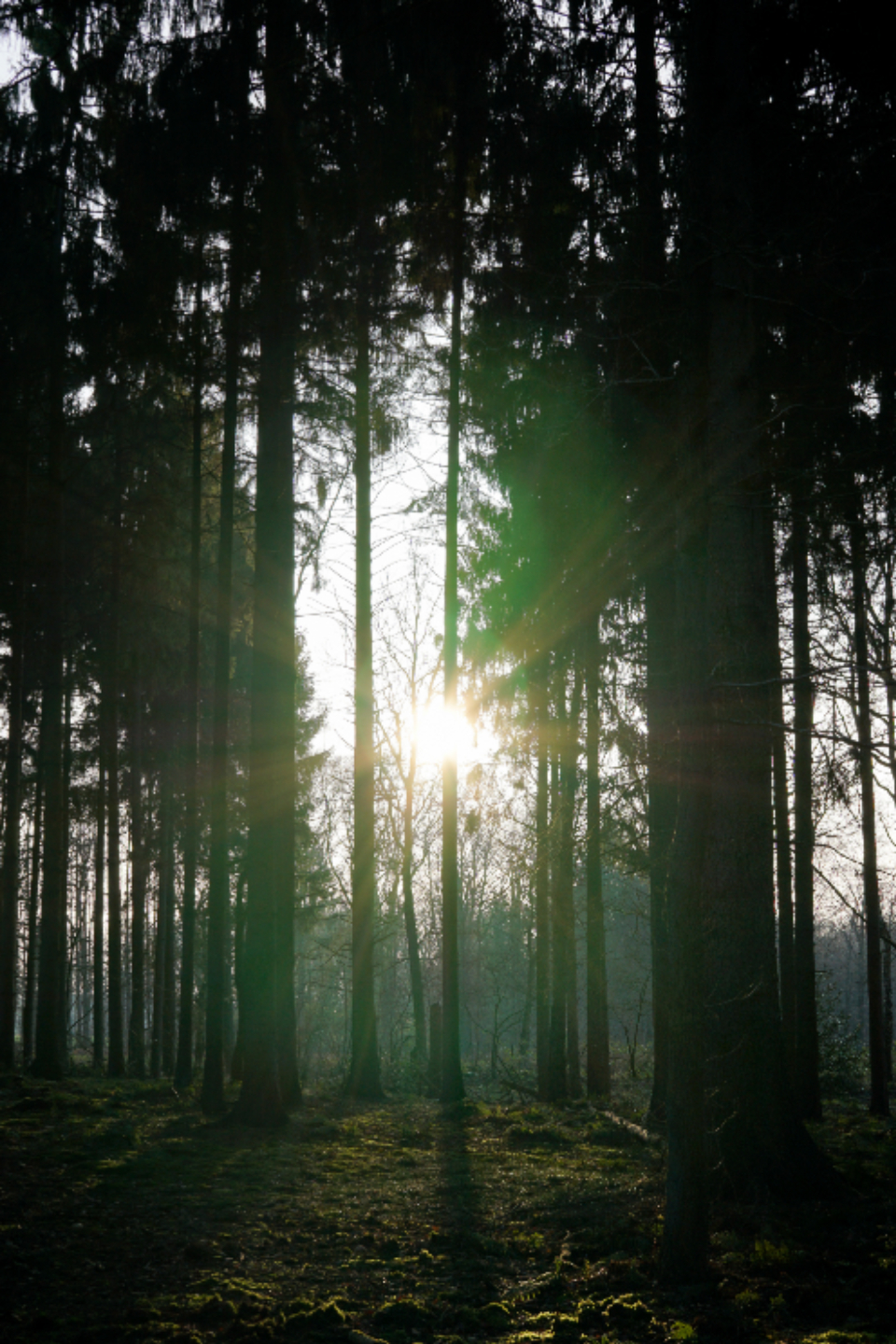 Forest Sun