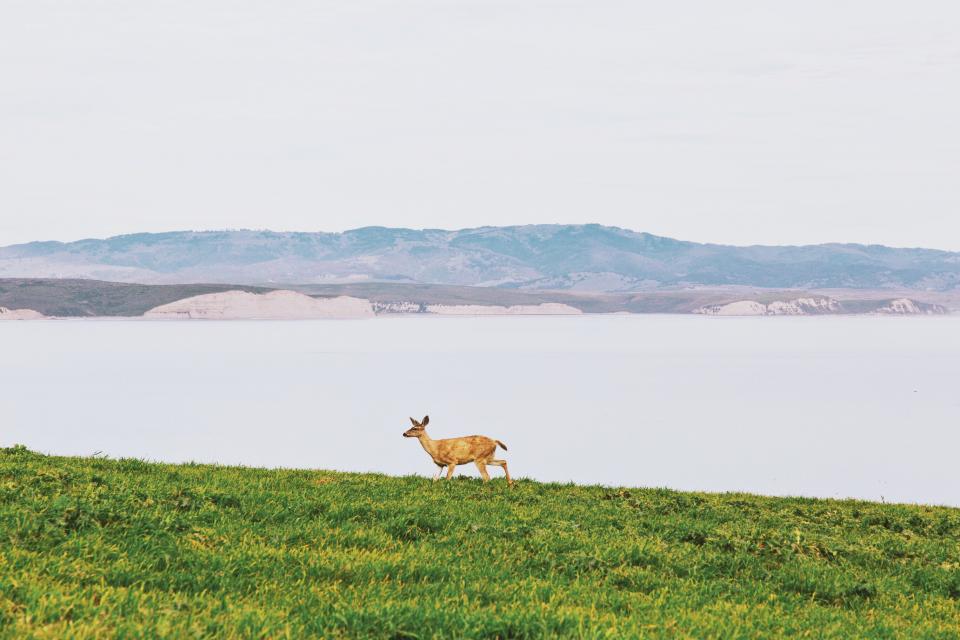 Deer Animals