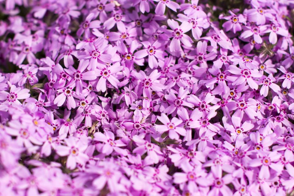 Pink Flowers