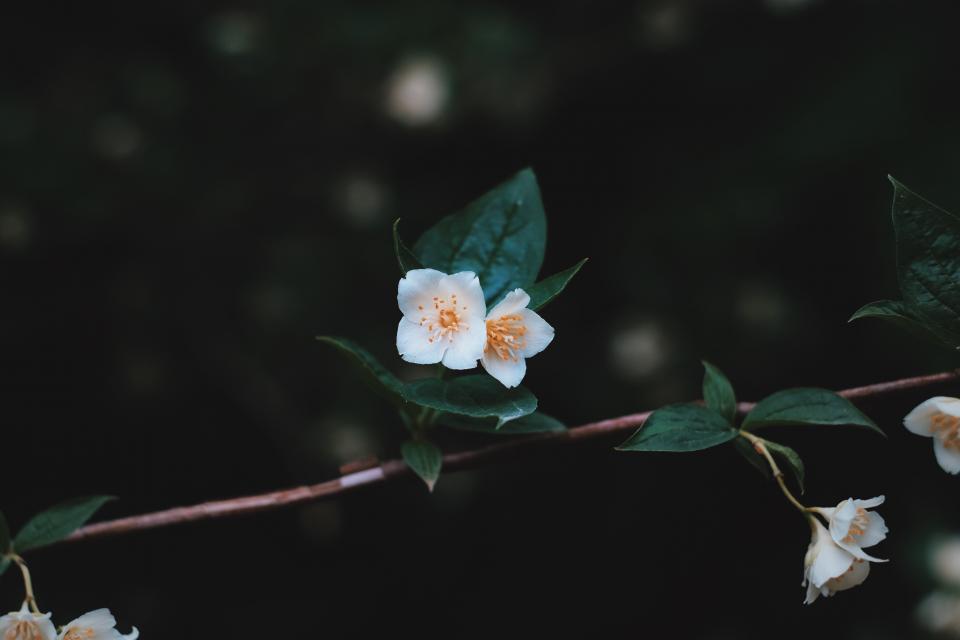 White Flower
