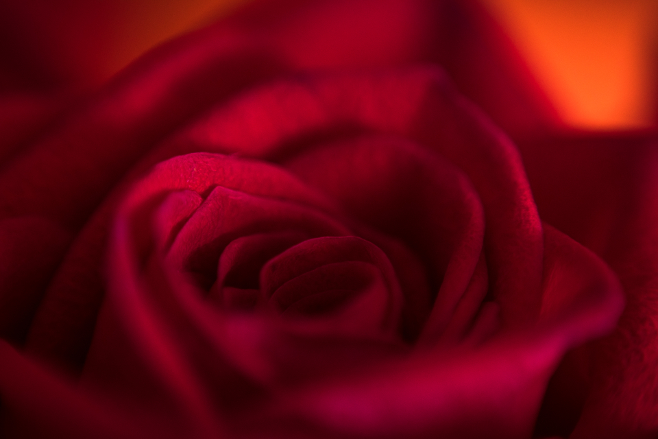 Red Rose
