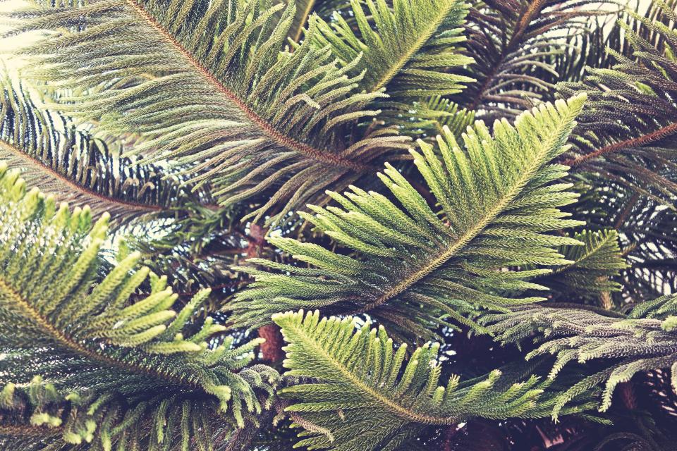 Pine Tree