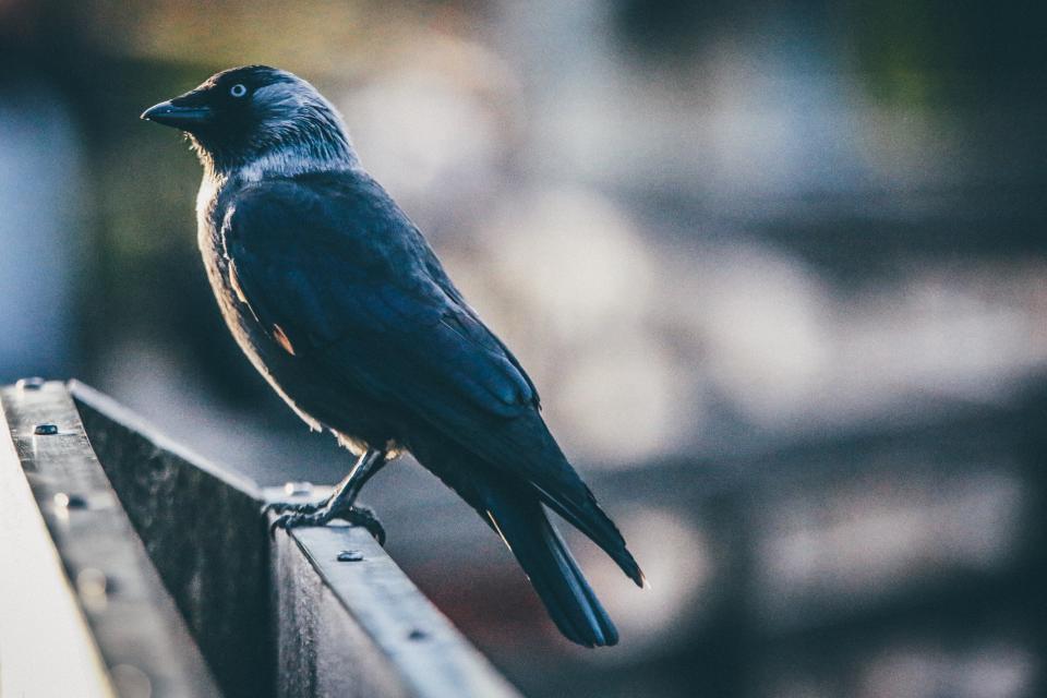 Bird Fly