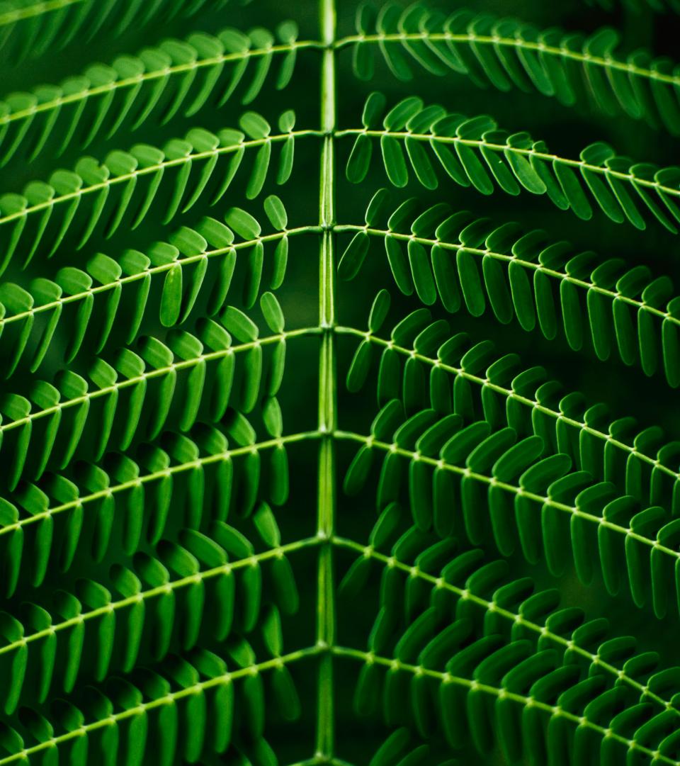 Leaves Green