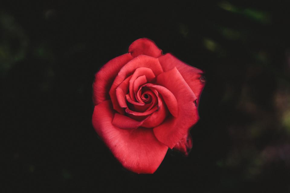 Flower Red