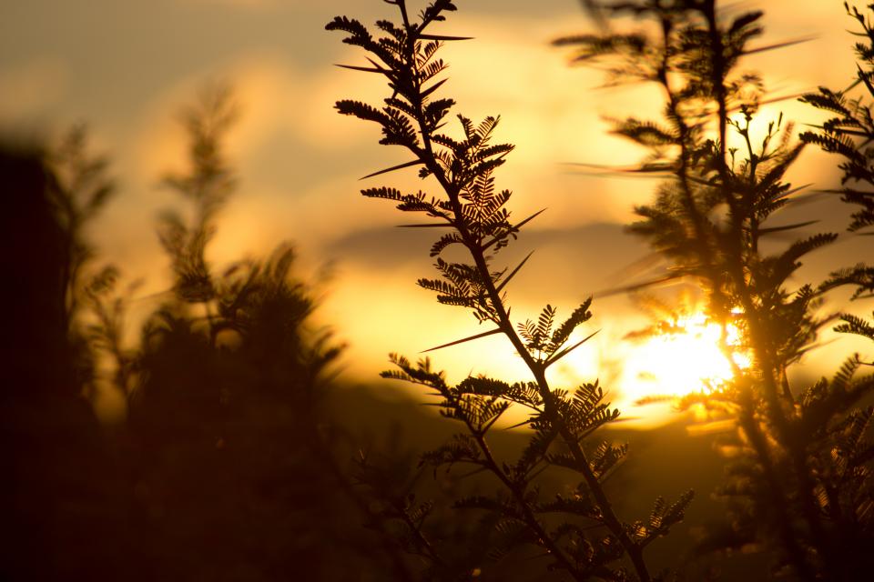 Plants Nature