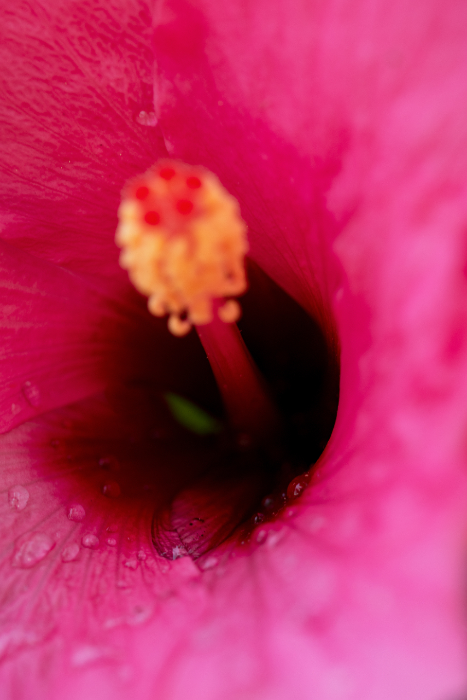 Flower Pink