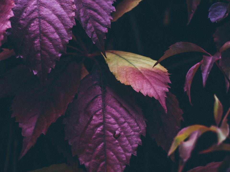 Purple Leaves