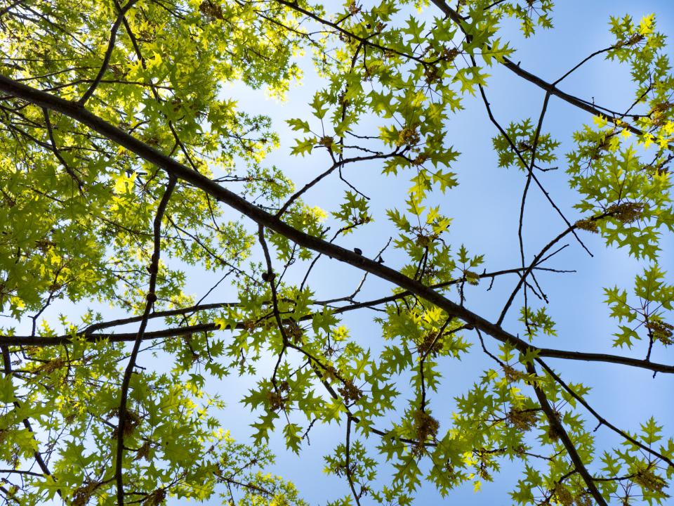 Green Trees