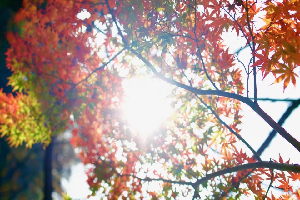 Leaf Tree