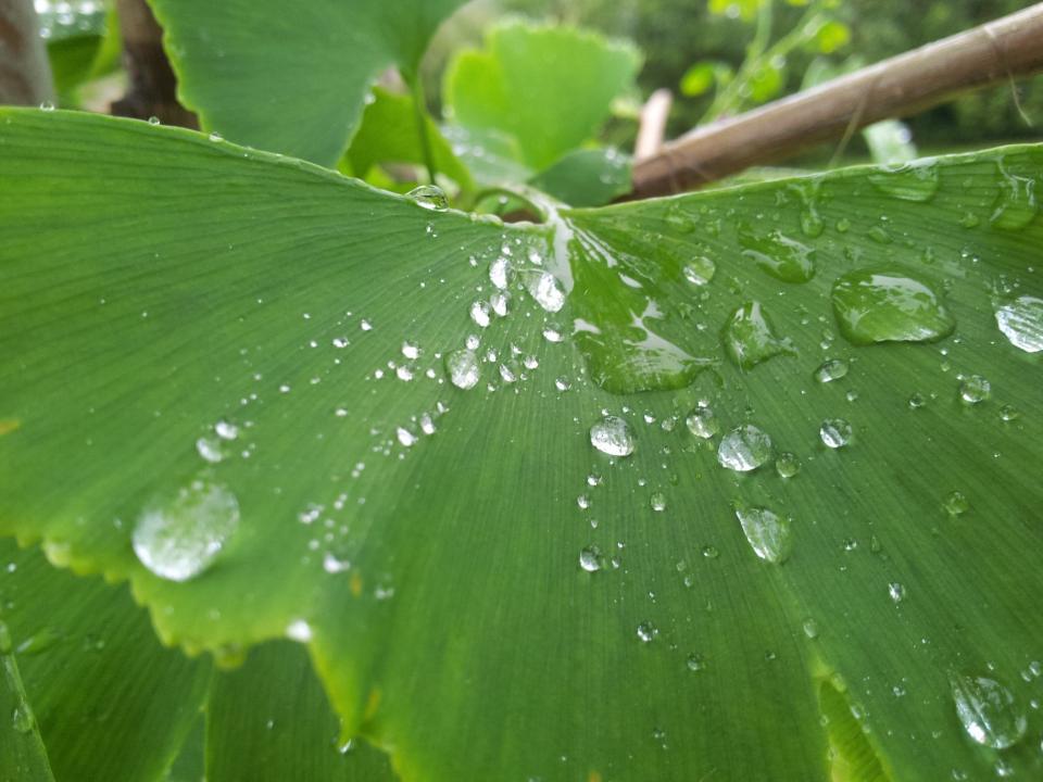 Green Leaf