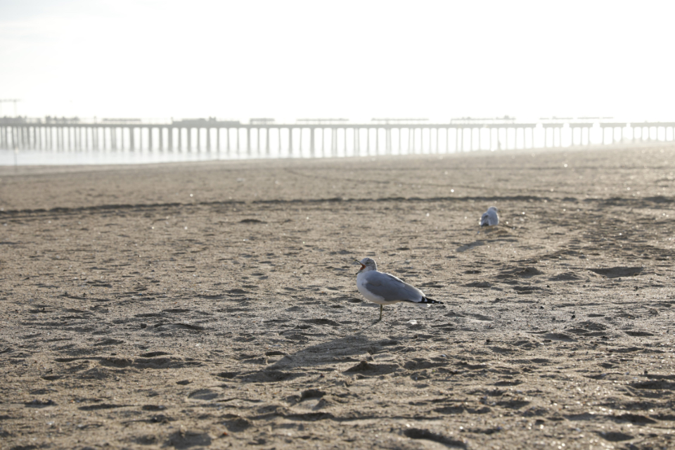 Seagulls Beach