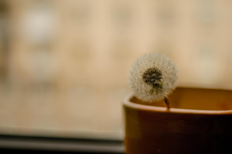 Dandelion Flower