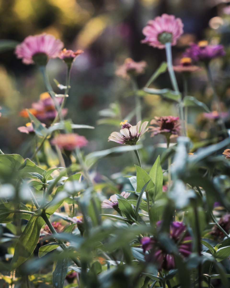 Purple Flowers
