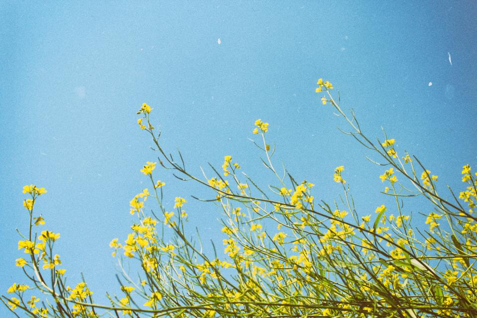 Yellow Flowers