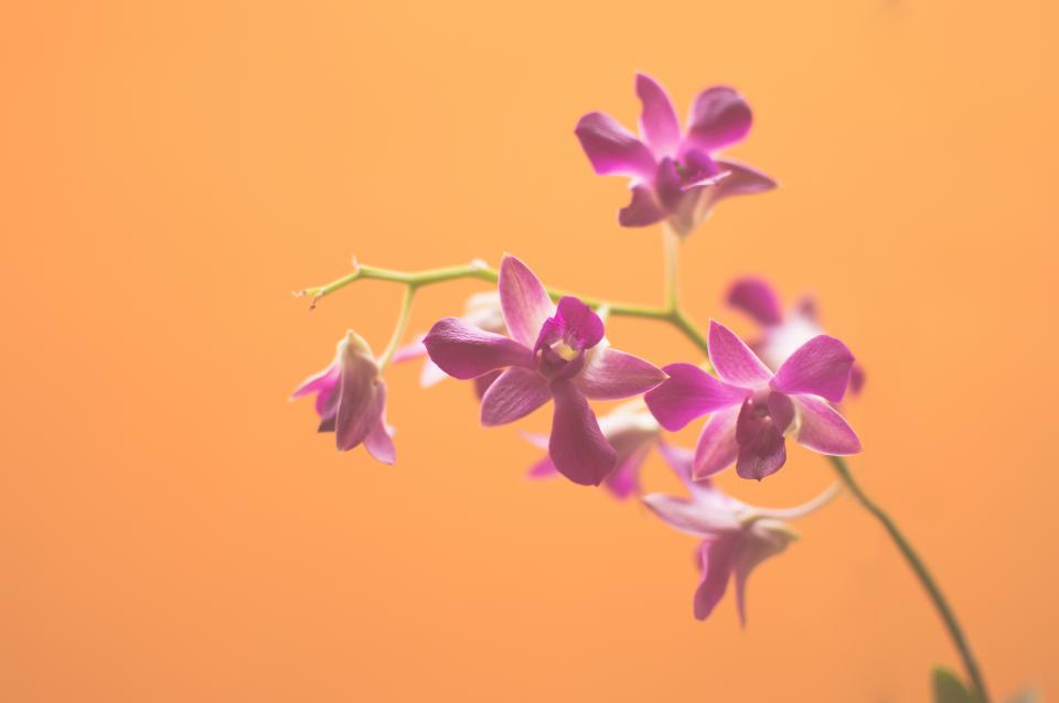 Purple Flowers
