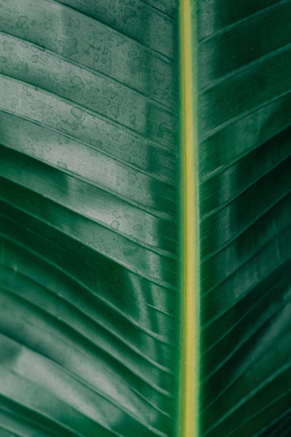 Plants Banana