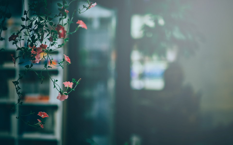 Flower Plant