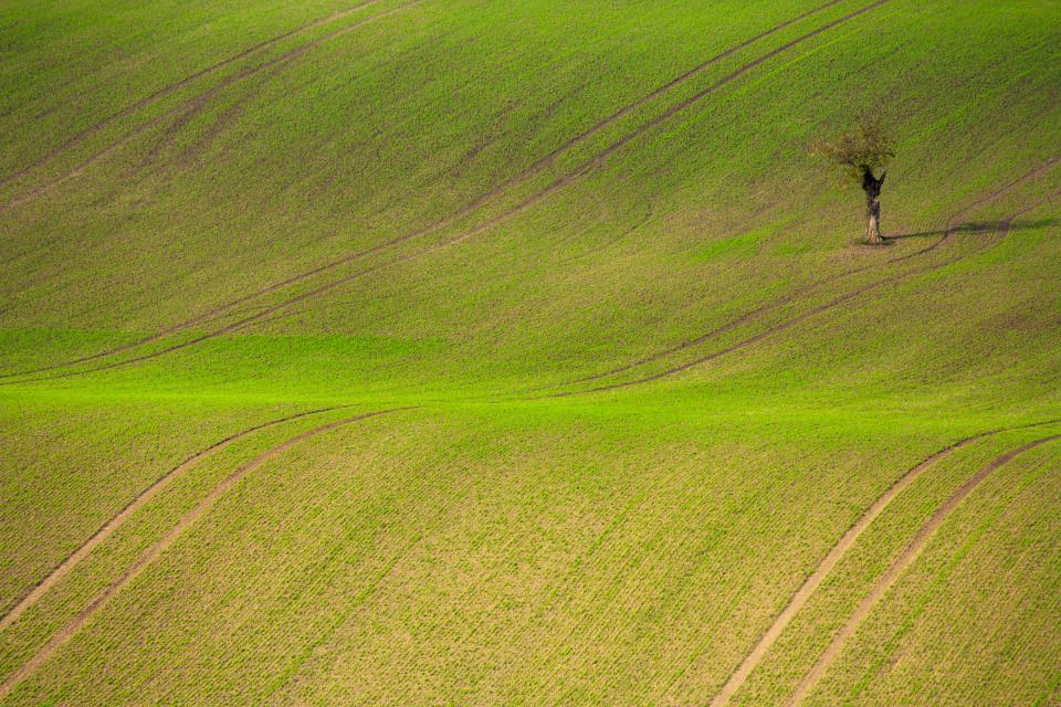 Green Grass
