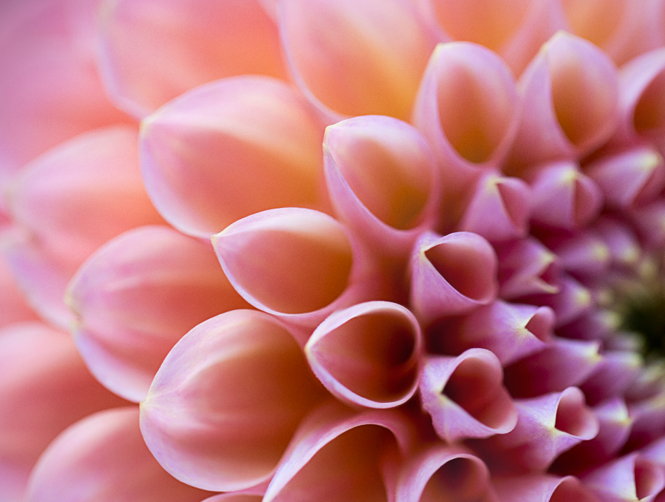 Abstract Flower