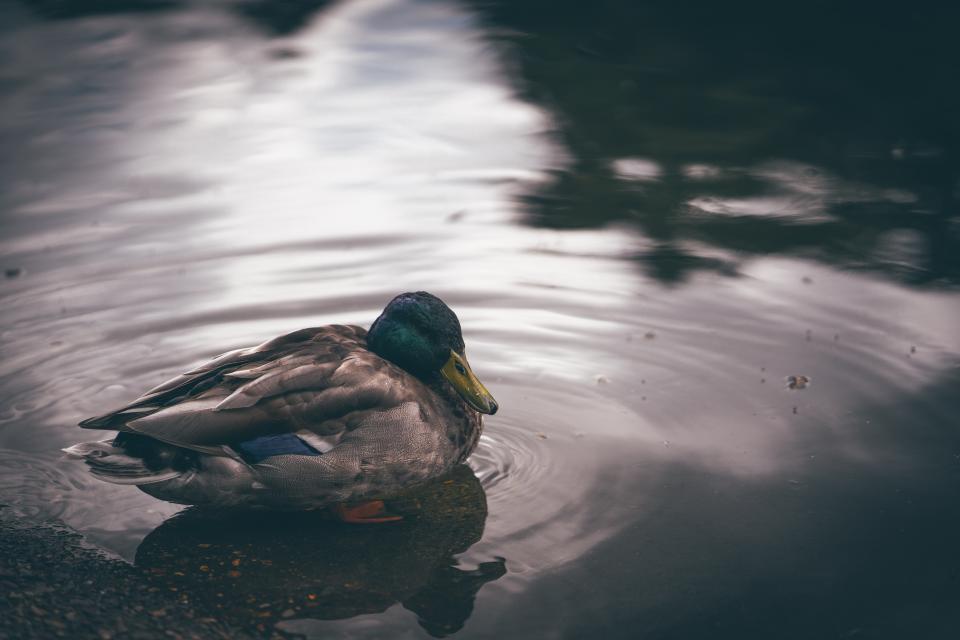 Duck Bird