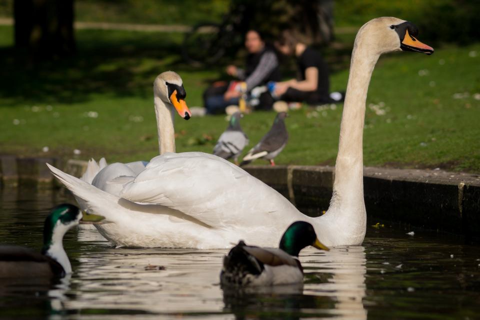 Swans Ducks
