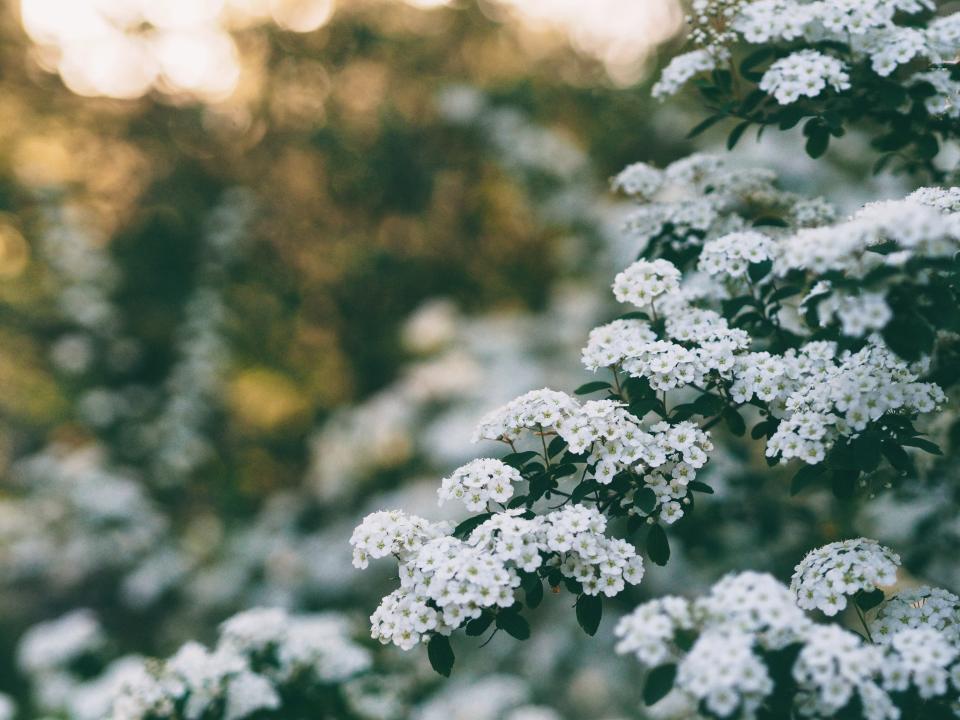 White Flower