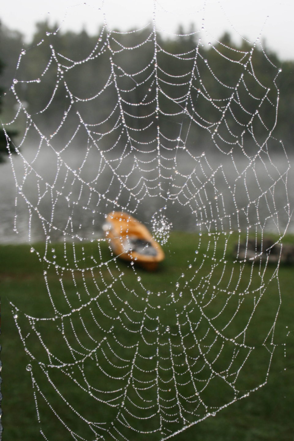 Spider Web