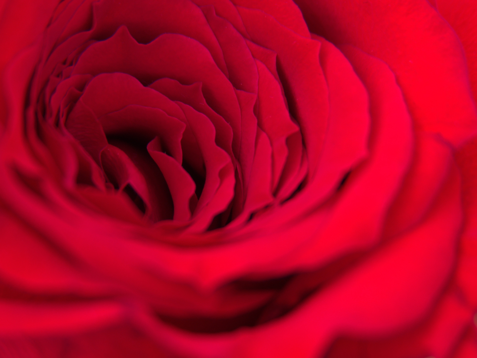 Rose Macro