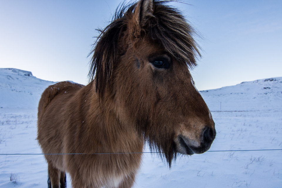 Winter Wild
