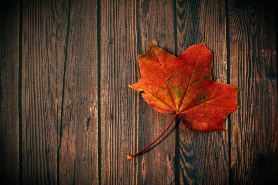 Autumn Fall
